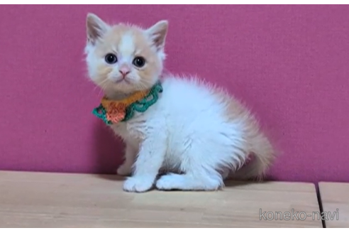 成約済の東京都のマンチカン-105341の3枚目